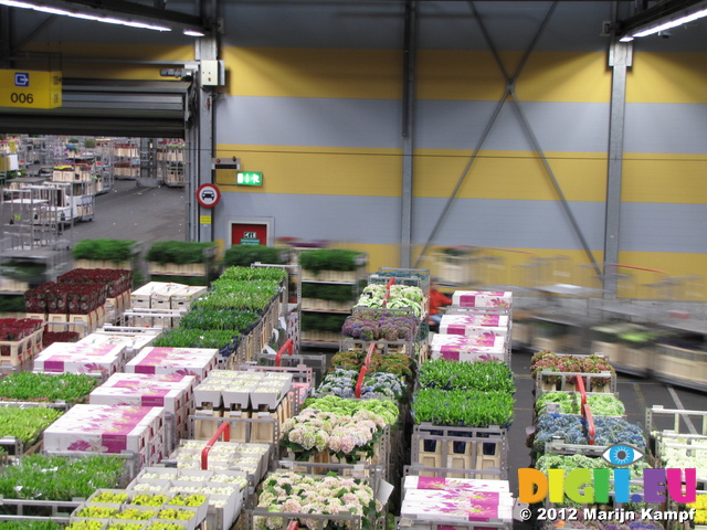 SX23971 Bloemenveiling Aalsmeer FloraHolland Flower Auction